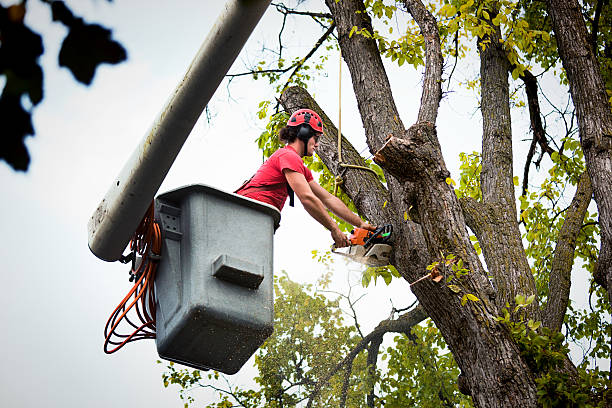 Best Tree Mulching  in Rosemont, PA